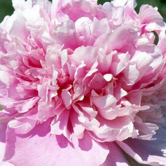 Pivoine de Chine Monsieur Jules Elie - Bakker