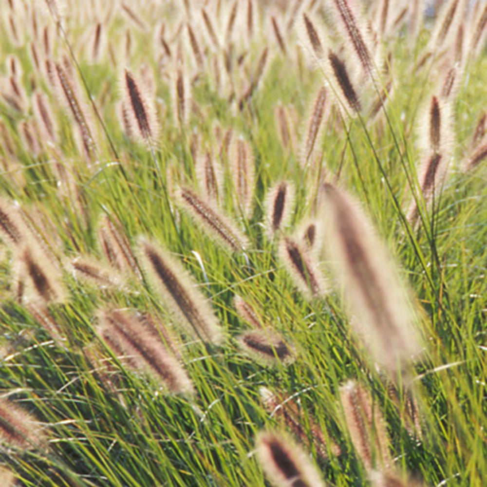 Herbe aux écouvillons Japonicum - Pennisetum - Bakker