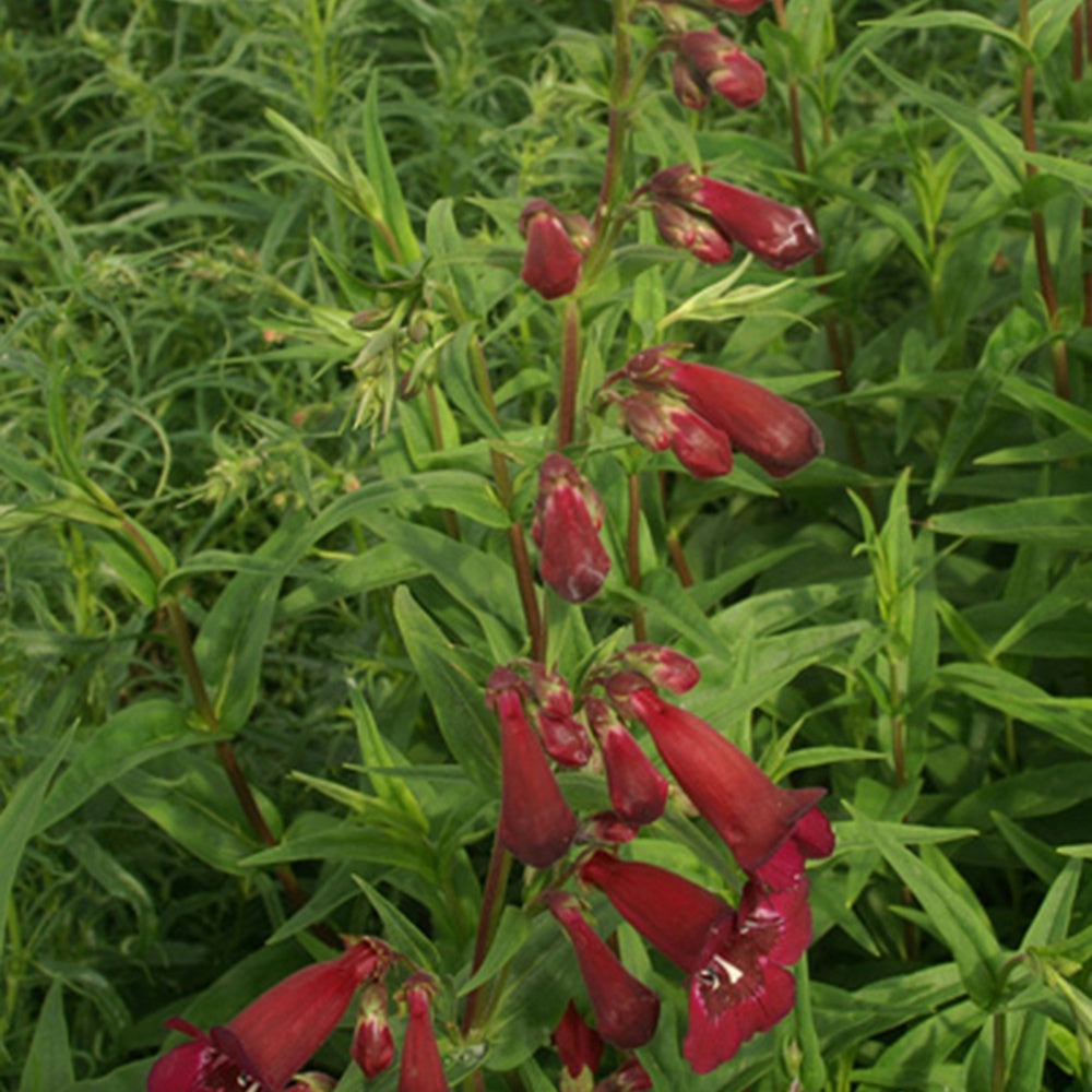Penstemon blackbird - Galane Blackbird - Penstemon - Galane