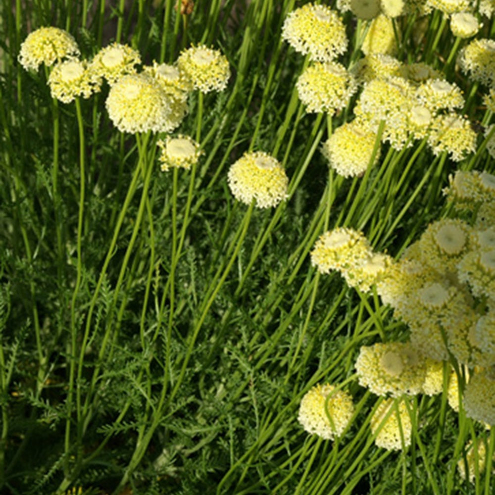 Santolina chamaecyparissus lindavica - Santoline chamaecyparissus lindavica - Plantes vivaces