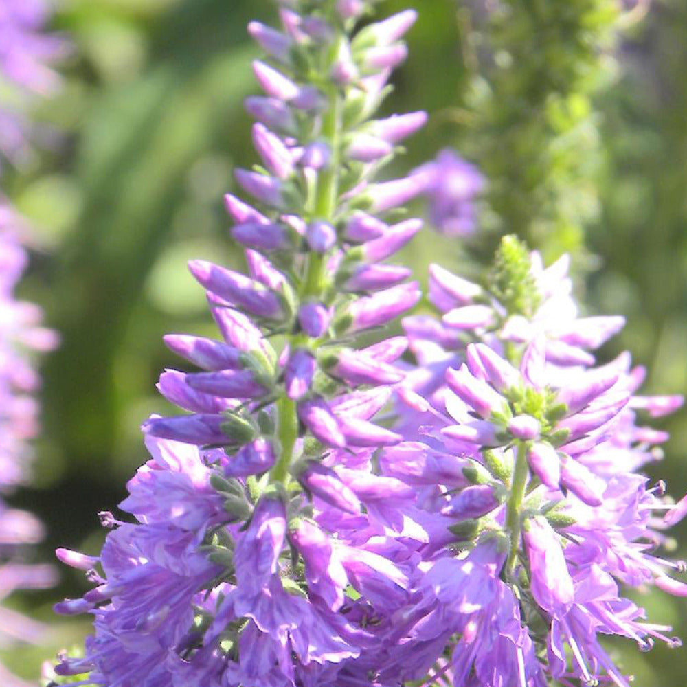 Veronique longifolia Lilac Fantasy - Bakker