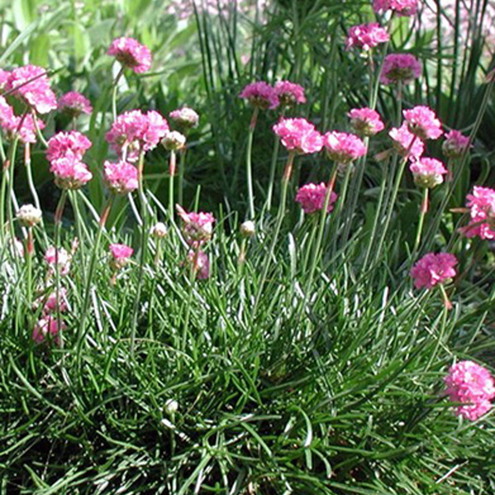 Gazon d'Espagne Splendens - Armeria maritima 'splendens' - Bakker