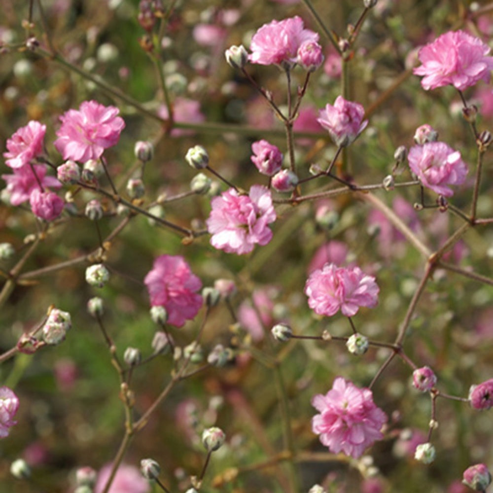 Gypsophile Flamingo - Bakker