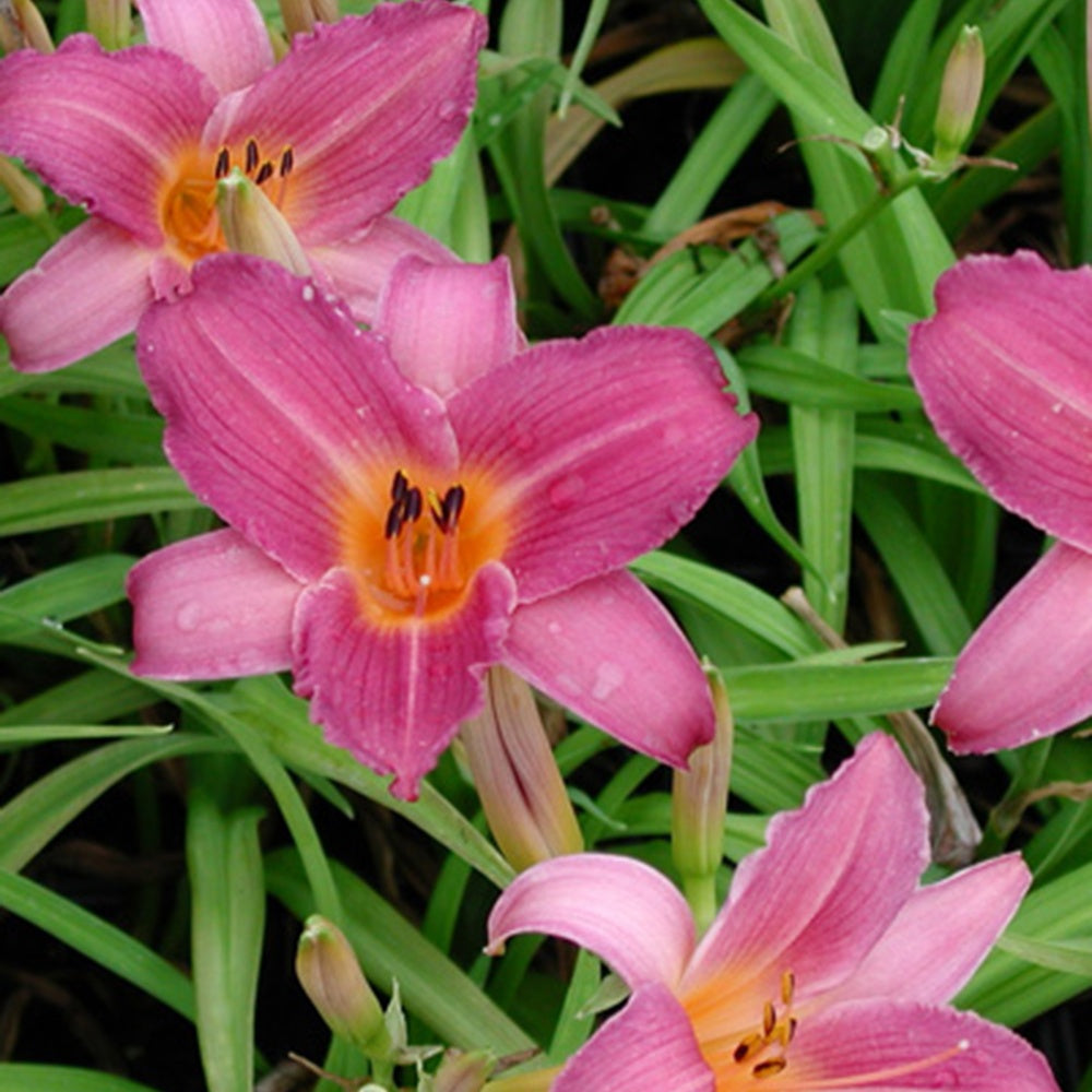 Hémérocalle Sugar Candy - Hemerocallis sugar candy - Bakker