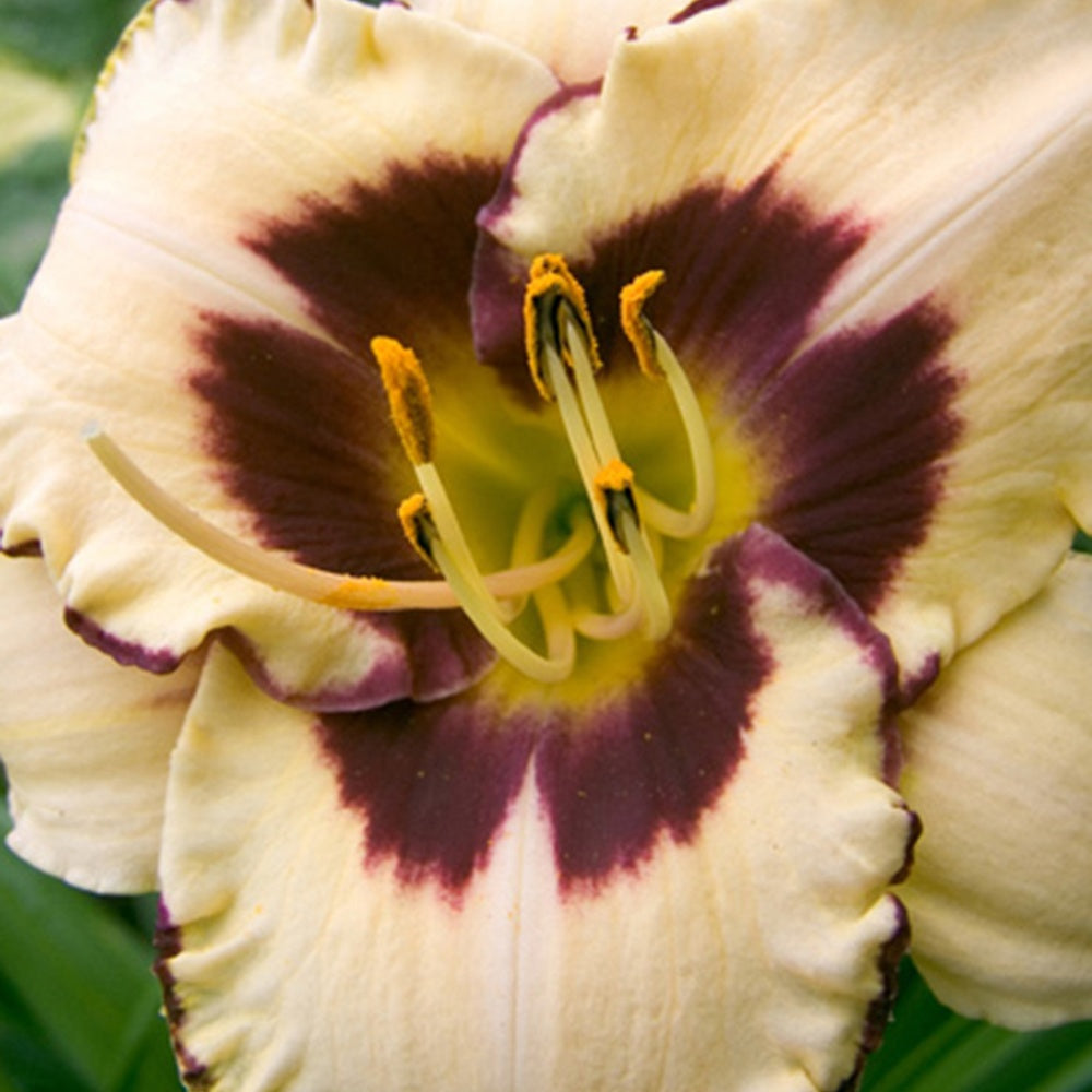 Hemerocallis canadian border patrol - Hémérocalle Canadian Border Patrol - Hémérocalle