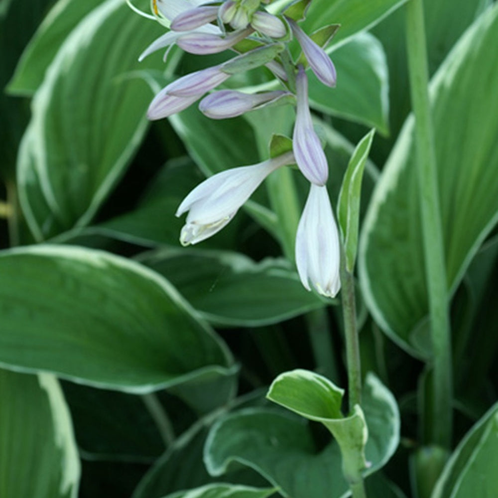 Hosta Francee - Hosta fortunei Francee - Bakker