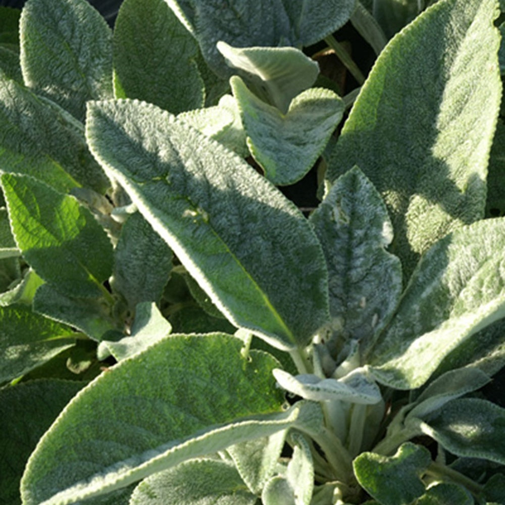 Stachys byzantina Cotton Boll - Oreille de Lapin Cotton Boll - Epiaire de byzance - Plantes vivaces