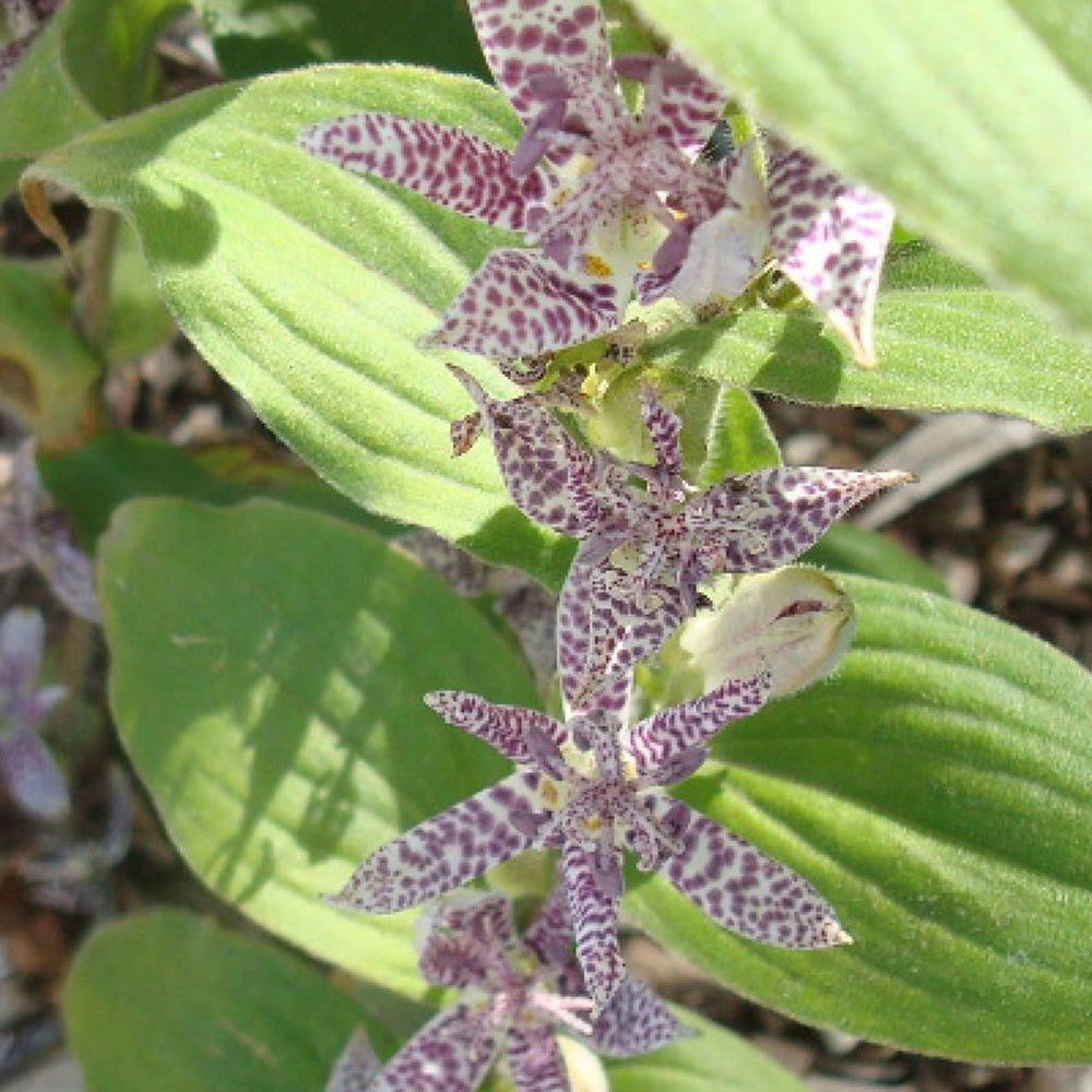 Lis Orchidée - Tricyrtis hirta Miyazaki - Bakker