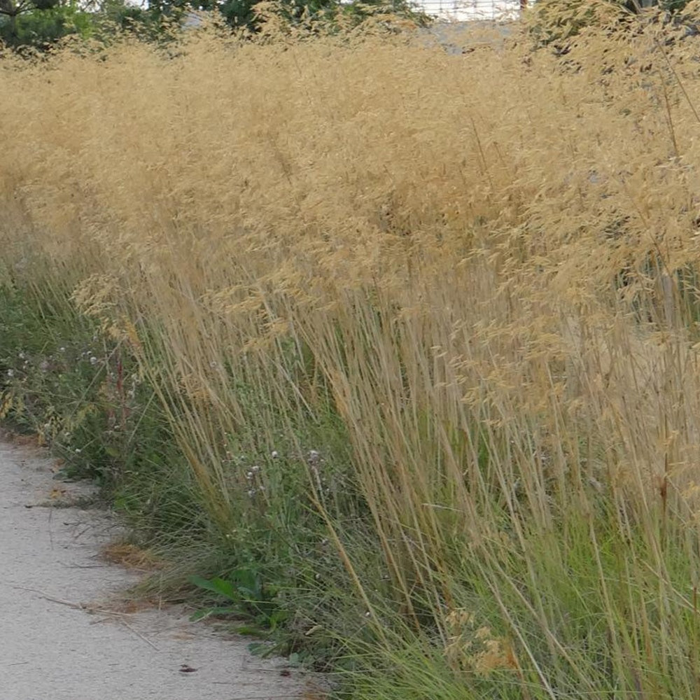 Stipe - Stipe géante - Stipa gigantea