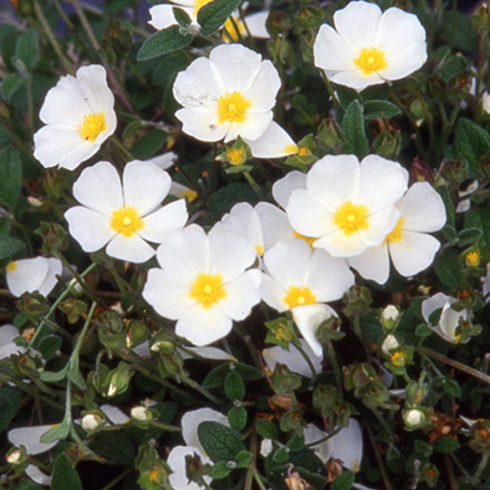 Ciste obtusifolius - Cistus obtusifolius - Bakker