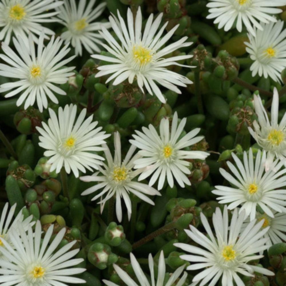 Delosperma Graaf Reinet - Delosperma 'graaf reinet' - Bakker