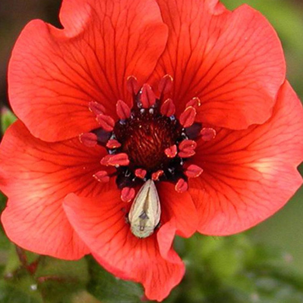Potentilla atrosanguinea - Potentille sanguine - Plantes vivaces