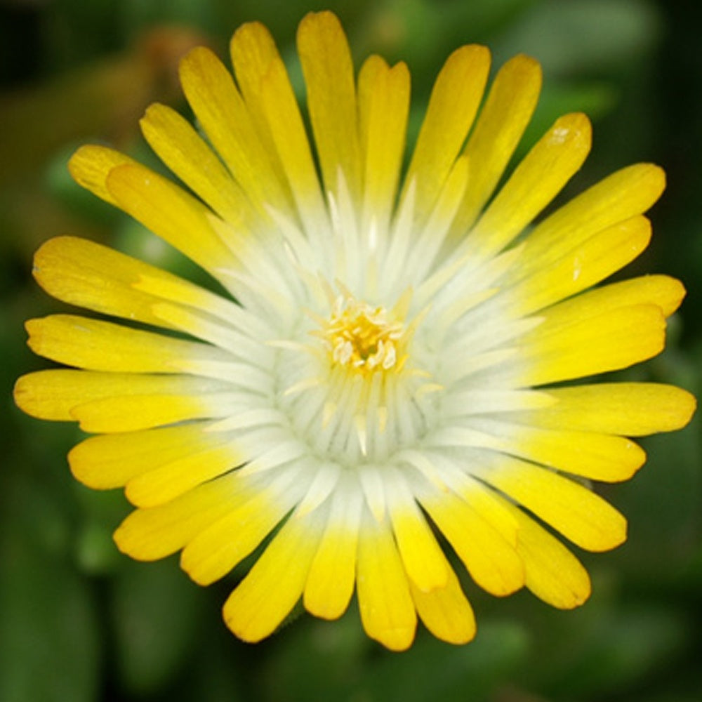 Delosperma Jewel of Desert Peridott ® - Delosperma 'jewel of desert peridott' ® - Bakker