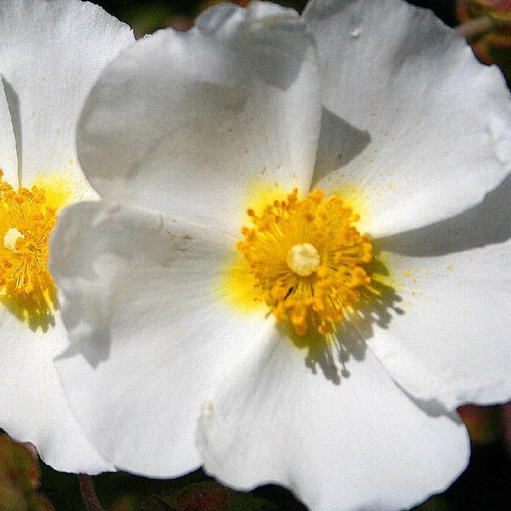 Ciste de Montpellier - Cistus monspeliensis - Bakker