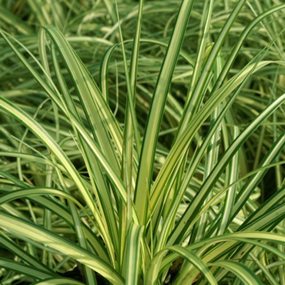 Carex oshimensis evergold - Laîche d'Oshima 'Evergold' - Carex