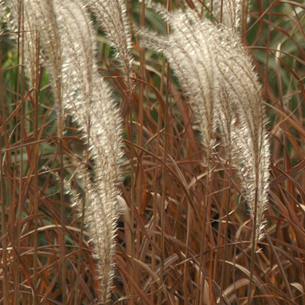 Eulalie - Miscanthus - Roseau de Chine 'Adagio' - Miscanthus sinensis Adagio