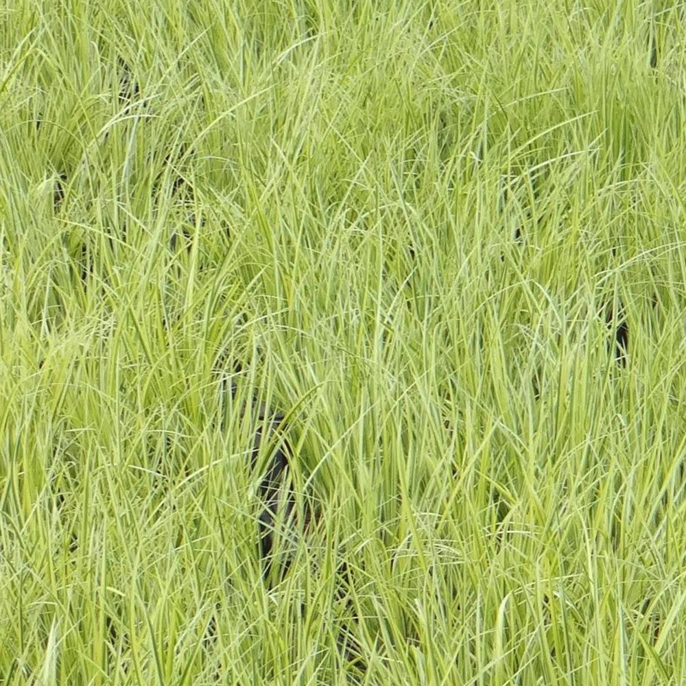 Vente Acore graminée 'Ogon'