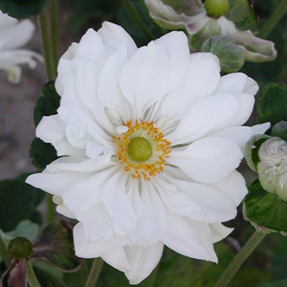 Anémone du Japon 'Whirlwind' - Anemone hybrida whirlwind - Bakker