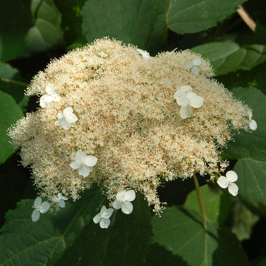 Hortensia de Virginie Radiata - Bakker
