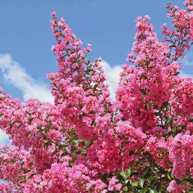 Arbustes - Lilas des Indes rose - Lagerstroemia indica Turenne