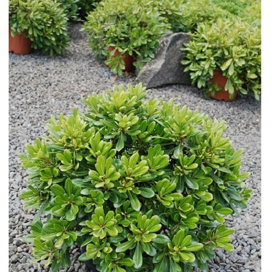 Pittosporum tobira ‘nana’ - Bakker