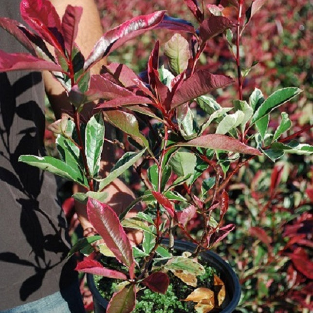 Photinia 'Pink Marble' - Photinia fraseri Pink Marble - Bakker