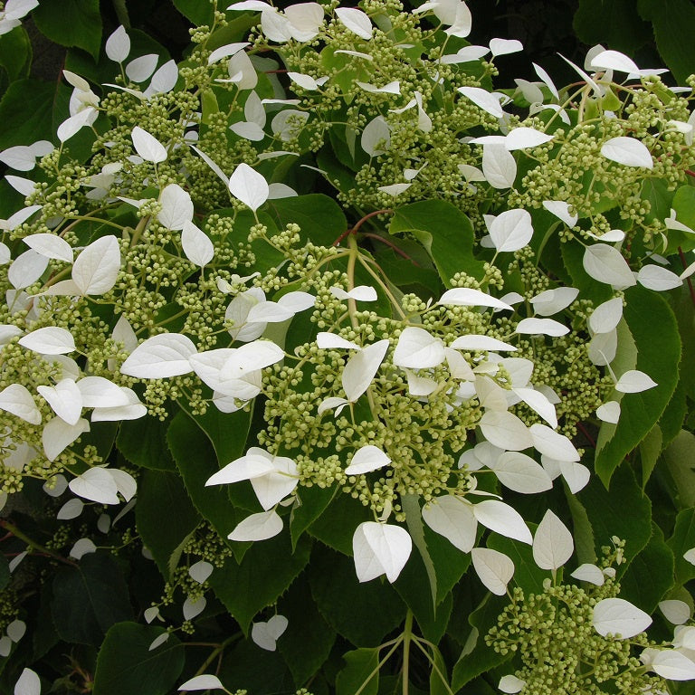 Vente Hortensia grimpant du Japon - Hortensia grimpant