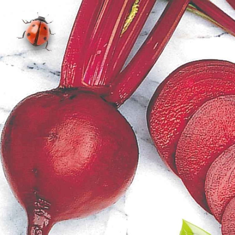 Beta vulgaris de detroit 2 - storuman - Betterave rouge de Détroit 2 - Storuman Bio - Graines de betteraves