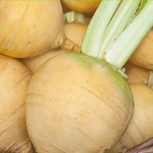 Chou navet Goldana Bio - Bakker