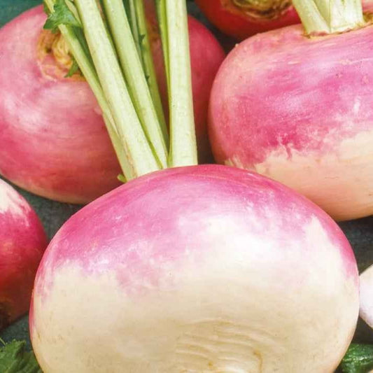 Navet de printemps De Milan Bio - Bakker