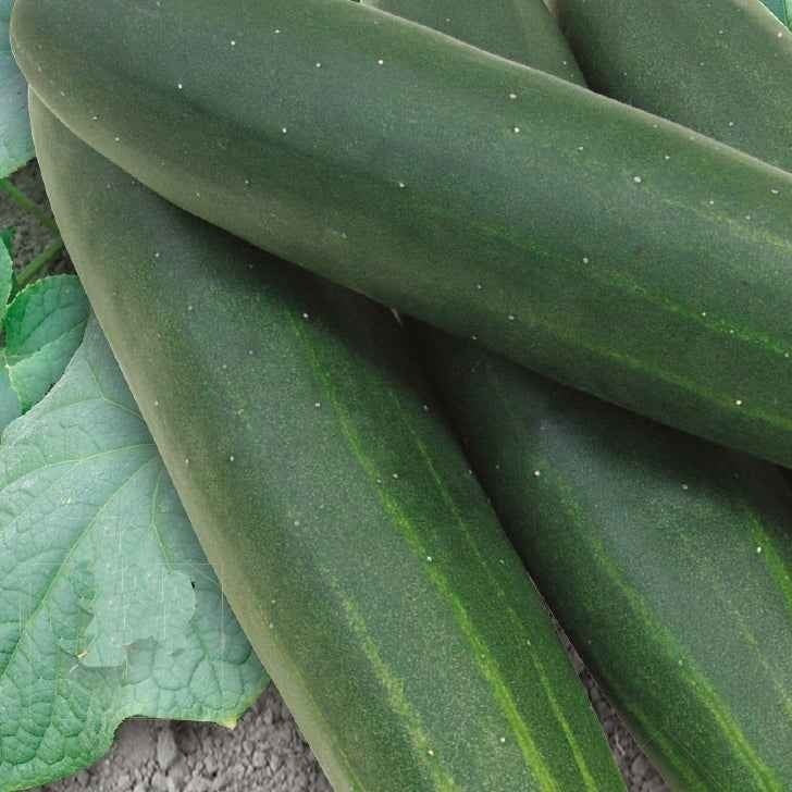 Concombre Sonja F1 Bio - Cucumis sativus sonja f1 - Bakker