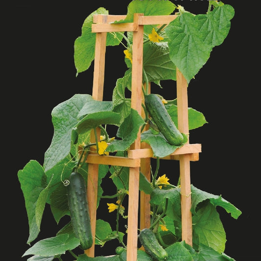 Concombre pour pot Patio Snacker F1 - Bakker