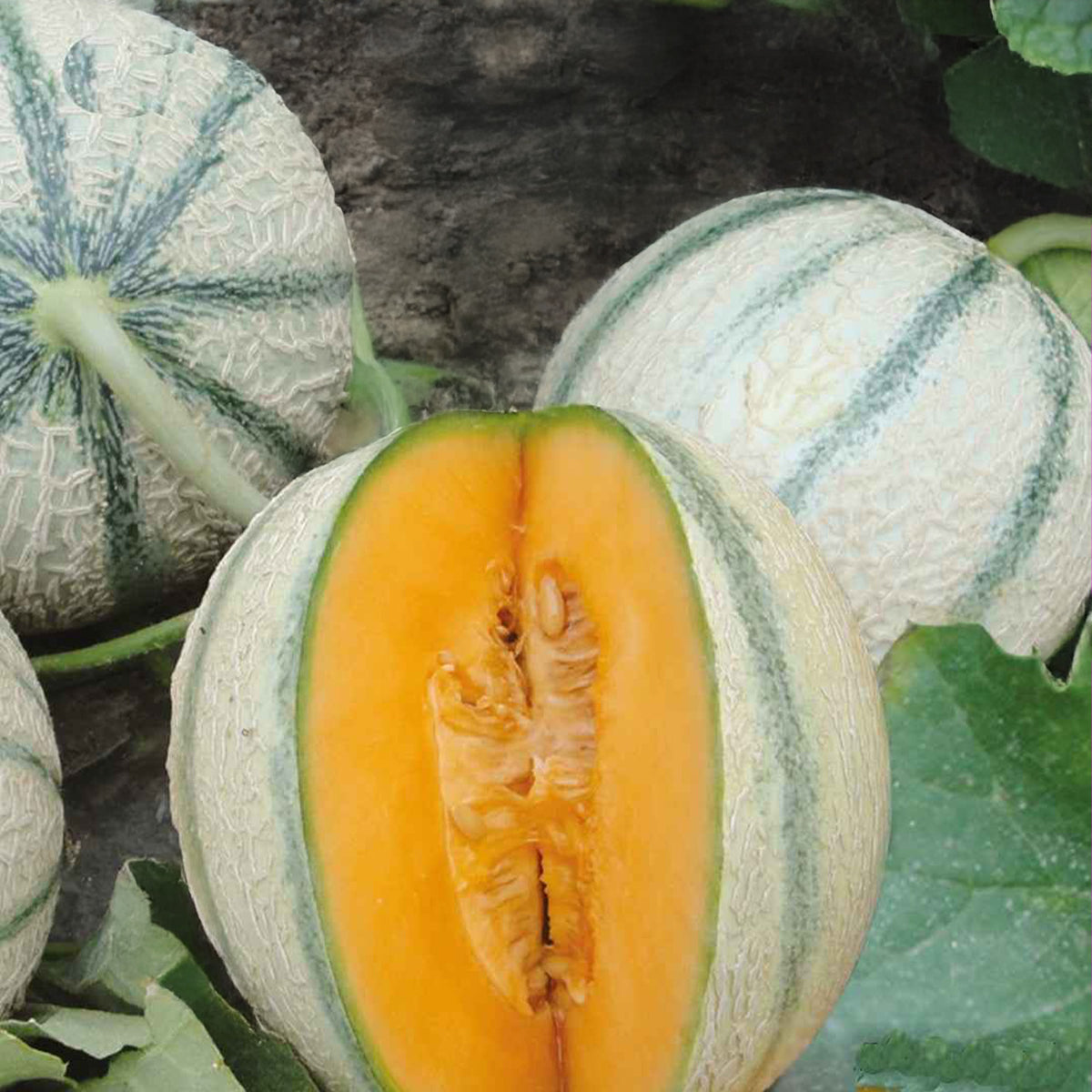 Melon charentais Artemi's F1 - Bakker