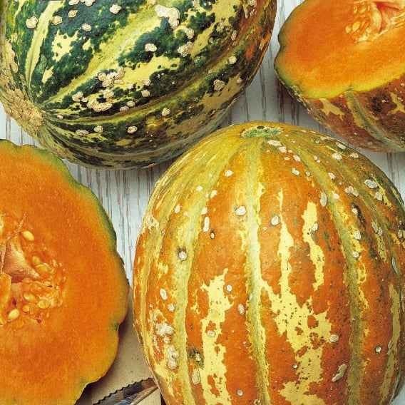 Cucumis melo oranje ananas - Melon ananas Oranje Ananas - Graines de melons