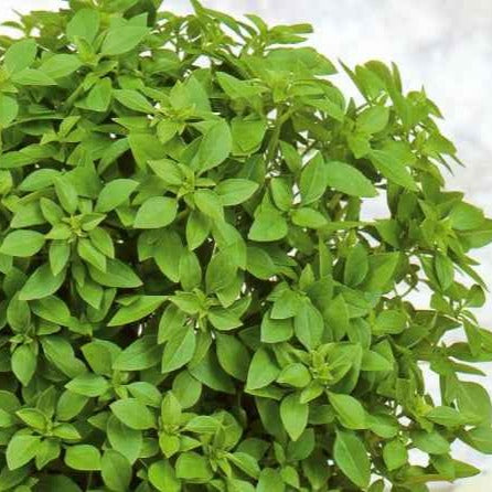 Basilic Grec nain compact pour pot Minette - Bakker