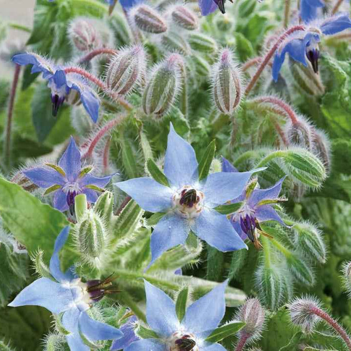 Graines de fleurs annuelles - Bourrache Bleu Bio - Borago officinalis