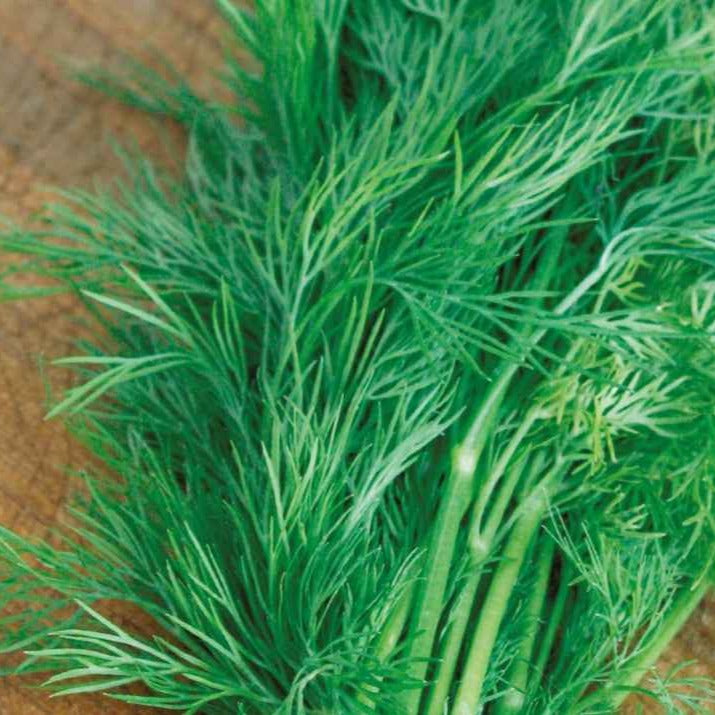 Aneth Bouquet Bio - Bakker