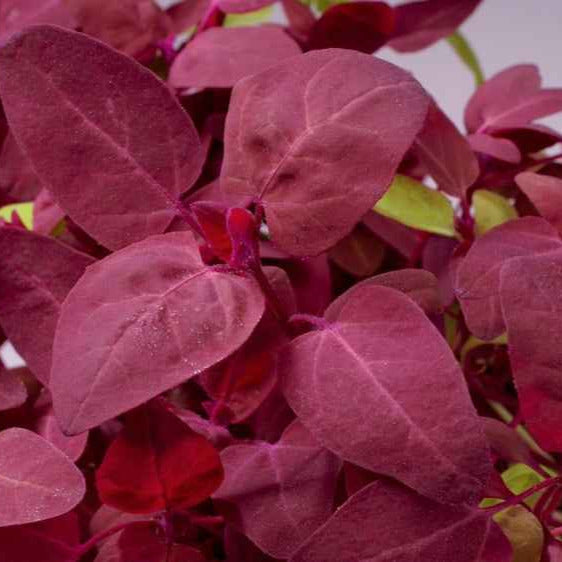 Arroche rouge Red Flash - Bakker
