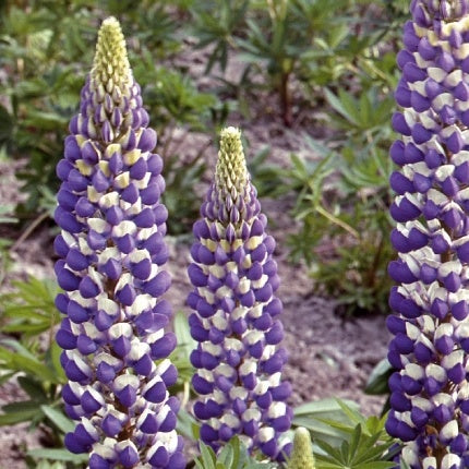 Lupin vivace Russell Hybrids The Governer - Bakker