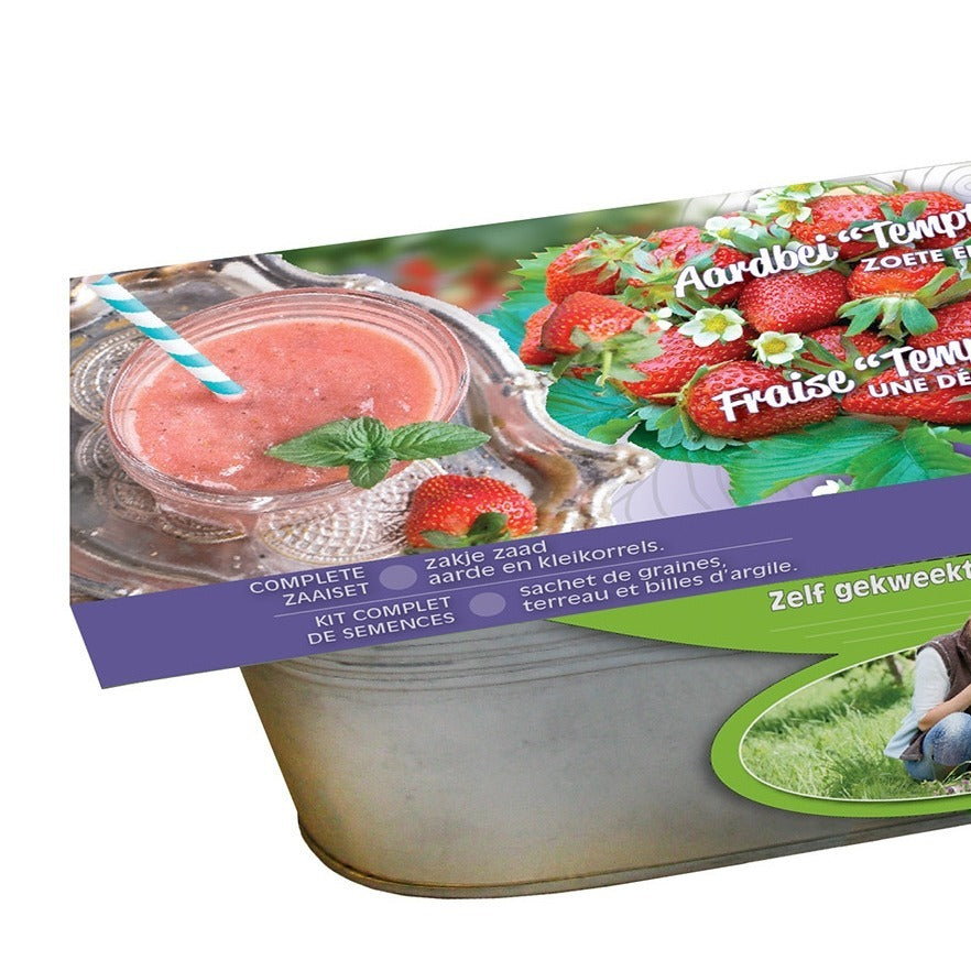 Graines de Fraisiers Temptation et jardinière zinc - Bakker