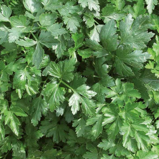 Persil plat Géant d'Italie Bio - Bakker