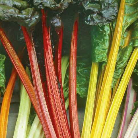 Beta vulgaris - Poirées à cardes colorées en mélange - Graines de Fruits et Légumes