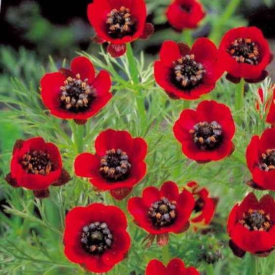 Graines de fleurs pour massifs et bordures - Adonis d'été Deep Red - Adonis aestivalis