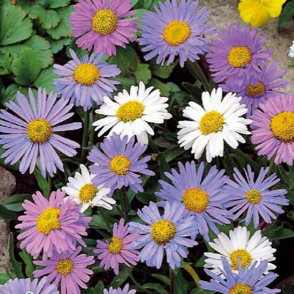 Aster - Aster vivace des Alpes en mélange - Aster alpinus