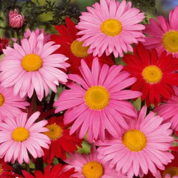 Chrysanthème vivace et Pyrèthre Robinson's Giants en mélange - Bakker