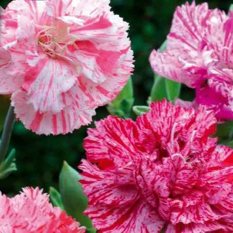 Oeillets des fleuristes Fantasy Picotée en mélange - Bakker