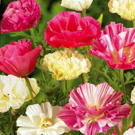 Graines Pavot de Californie à fleurs doubles en mélange | Bakker.com