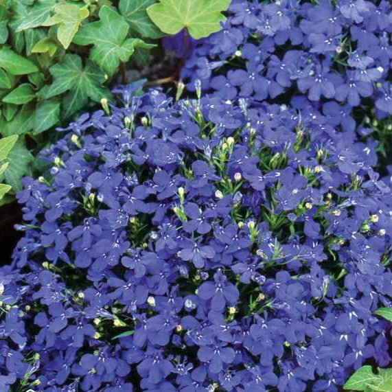 Lobelia Emperor William - Lobelia erinus compacta - Bakker