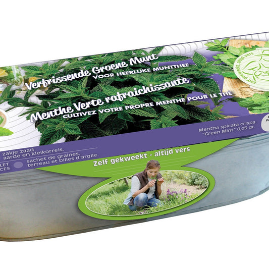 Graines de Menthes crépues et jardinière zinc - Bakker