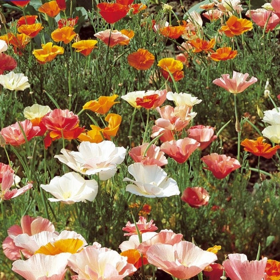 Eschscholzia californica - Pavot de Californie - Graines de fleurs comestibles